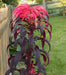 Amaranthus Seeds- Early Splendor,This spectacular foliage plant excels in heat and humidity. Beautiful ,Crimson to chocolate. - Caribbeangardenseed