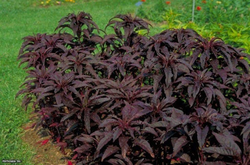 Amaranthus Seeds- Early Splendor,This spectacular foliage plant excels in heat and humidity. Beautiful ,Crimson to chocolate. - Caribbeangardenseed