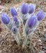 Anemone Pasque Flowers Seeds-VIOLET-BLUE PULSATILLA - Caribbeangardenseed
