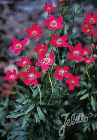 Anemone Flowers Seeds- Rubra, attractive to bees, butterflies and birds. - Caribbeangardenseed