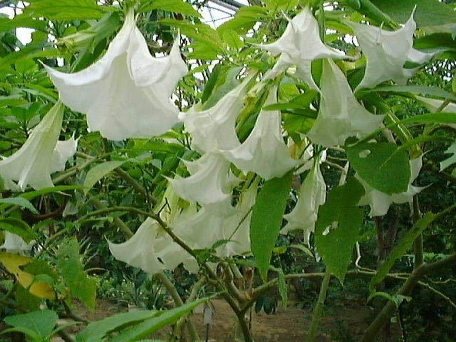 ANGEL TRUMPET -WHITE -(Brugmansia suaveolens) Tropical beauty - Caribbeangardenseed