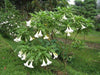 ANGEL TRUMPET -WHITE -(Brugmansia suaveolens) Tropical beauty - Caribbeangardenseed