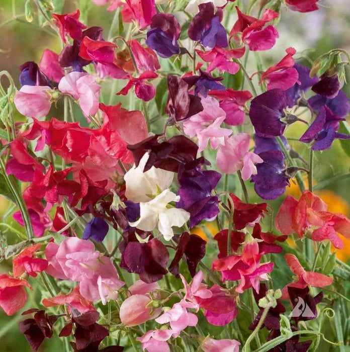Annual Sweet Pea Early Multiflora Mixed Flowers - Caribbeangardenseed