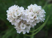 Armeria maritima Seeds 'Alba'- Thrift Pure White - Great for cut flowers, Perennial - Caribbeangardenseed