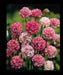 Armeria Maritima Joystick-Lilac Shades, compact perennials - Caribbeangardenseed