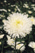 Aster flowers seed (Callistephus Tall Pompon White) - Caribbeangardenseed