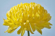 Aster Flowers Seeds - (Callistephus Tall Double Gremlin Yellow) - Caribbeangardenseed