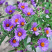 Aster Flowers Seeds - New England (Aster novae-angliae) - Caribbeangardenseed