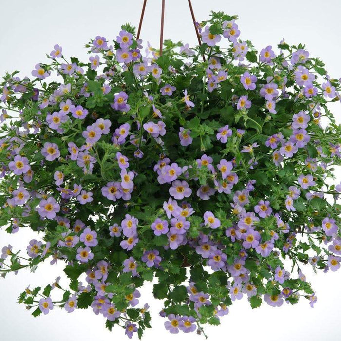 BACOPA ,Bluetopia Seeds-BLUE-Perfect for hanging baskets and window boxes. Perennial ! - Caribbeangardenseed