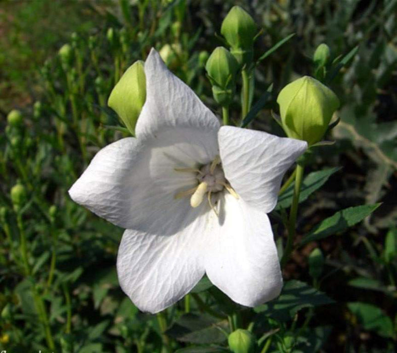 Balloon Flower Seeds - WHITE, Platycodon Grandiflorus, asian Vegetable - Caribbeangardenseed