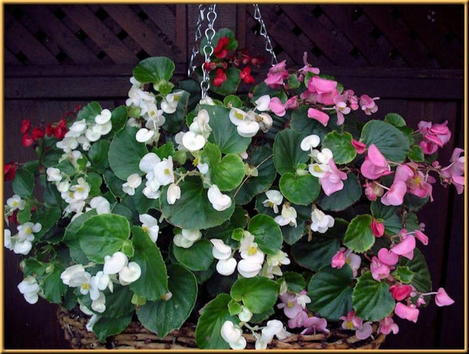 Begonia Seeds (Begonia Semperflorens Mix) Choose Your Color~Rose Pink,White,Red Or Mix Color - Caribbeangardenseed