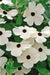 Blackeyed Susan vine SEEDS Mix COLOR,(Thunbergia alata) White,Gold ,And Yellow. - Caribbeangardenseed