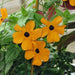 Blackeyed Susan vine SEEDS Mix COLOR,(Thunbergia alata) White,Gold ,And Yellow. - Caribbeangardenseed