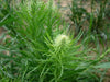 Blazing Star Seeds,Gayfeather Seeds (Liatris Spicata) Perennial ! - Caribbeangardenseed