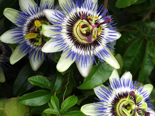 Blue Passion Flower, Blue Crown Passionflower, Passion Flower Passiflora caerulea - Caribbeangardenseed