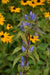 Bottle Gentian (Gentiana andrewsii ) Wildflower Seeds - Caribbeangardenseed