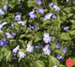 Browallia Flowers Seeds (Browallia Americana) Sky blue - Caribbeangardenseed