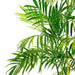Bamboo Palm Seeds, Chamaedorea Seifrizii - Caribbeangardenseed