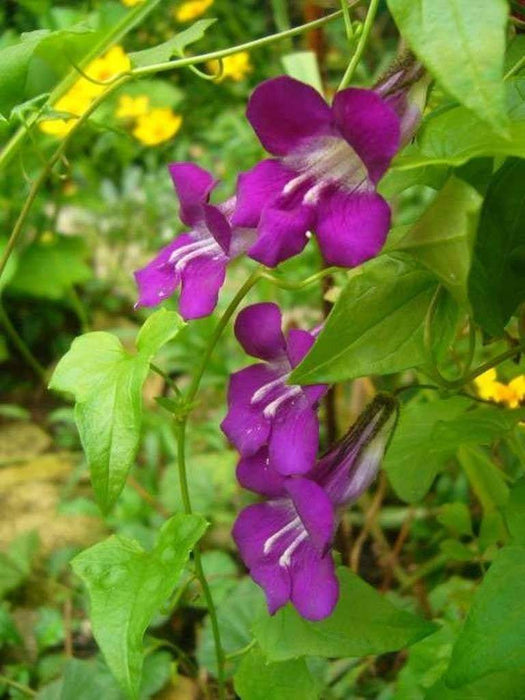 Climbing Snapdragon - Violet, (Perennial Flowers Vine. - Caribbeangardenseed