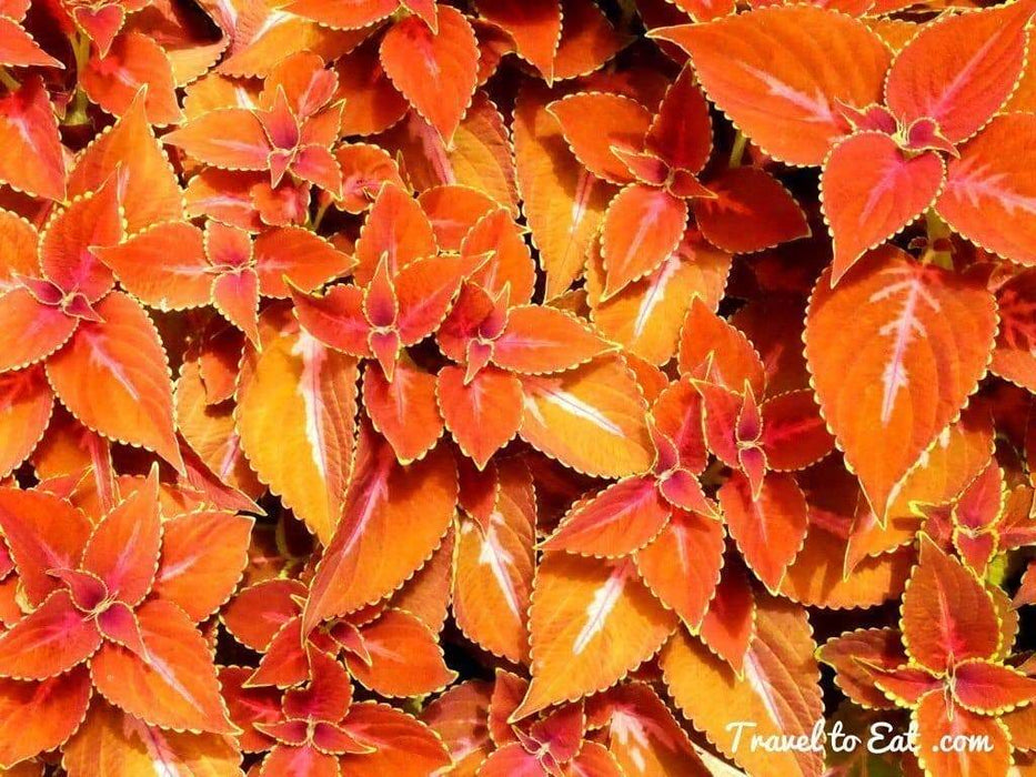 Coleus- Fairway Orange Seeds. Excellent foliage, shade loving annual - Caribbeangardenseed