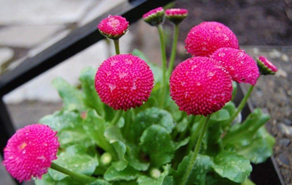 English Daisy Seeds - Rose (Bellis Perennis Super Enorma Rose) Perfect plant to create borders and line walk-ways. - Caribbeangardenseed