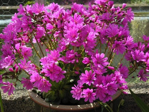 Lewisia Cotyledon Flowers Seeds,Red Purple,Great In Container, Perennial. - Caribbeangardenseed