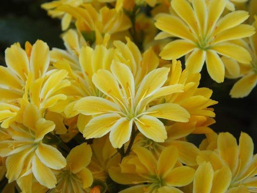 Lewisia Cotyledon Flowers Seeds, (Yellow ),Great In Container, Perennial. - Caribbeangardenseed