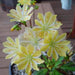 Lewisia Cotyledon Flowers Seeds, (Yellow ),Great In Container, Perennial. - Caribbeangardenseed