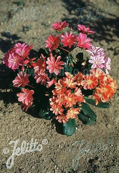 LEWISIA Cotyledon-Hybr. [Galaxy Mix]Flowers Seeds, (Yellow ),Great In Container, Perennial. - Caribbeangardenseed