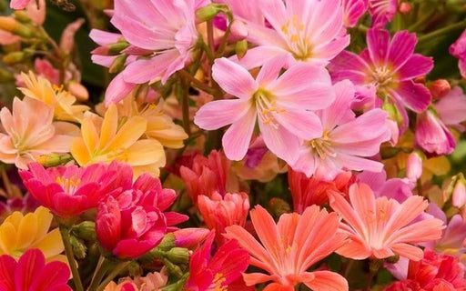 LEWISIA Cotyledon 'Rainbow', award winning, Flowers Seeds, ,Great In Container, Perennial. - Caribbeangardenseed