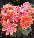 Lewisia cotyledon ‘Sunset Strain’Flowers Seeds, (Yellow ),Great In Container, Perennial. - Caribbeangardenseed