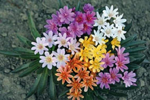 Lewisia "Little Tutti Frutti " yellow-orange, red-purple, pink-white,Flowers Seeds,),Great In Container, Perennial. - Caribbeangardenseed