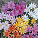 Lewisia "Little Tutti Frutti " yellow-orange, red-purple, pink-white,Flowers Seeds,),Great In Container, Perennial. - Caribbeangardenseed