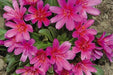 LEWISIA Longipetala-Hyb. 'Little Raspberry'red / scarlet / purple) ,Great In Container, Perennial. - Caribbeangardenseed
