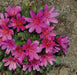 LEWISIA Longipetala-Hyb. 'Little Raspberry'red / scarlet / purple) ,Great In Container, Perennial. - Caribbeangardenseed
