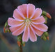 Lewisia, praline,Flowers Seeds,),Great In Container, Perennial. - Caribbeangardenseed