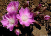 lewisia rediviva (rose, to deep pink Flowers Seeds,) Perennial. - Caribbeangardenseed