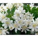 Lewisia tweedyi 'Alba',(white ) Flowers Seeds, ,Great In Container, Perennial. - Caribbeangardenseed