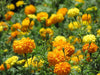 Marigold Flowers Seeds (Tagetes Patula Mix) French Marigold - Caribbeangardenseed