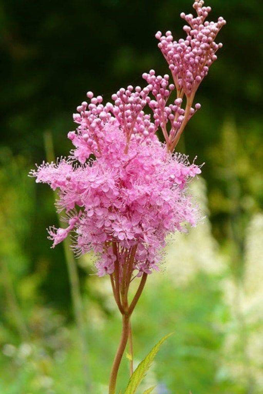Flowers Seeds ,Queen of the Prairie, Filipendula rubra ,Beautiful US Native Wildflower - Caribbeangardenseed