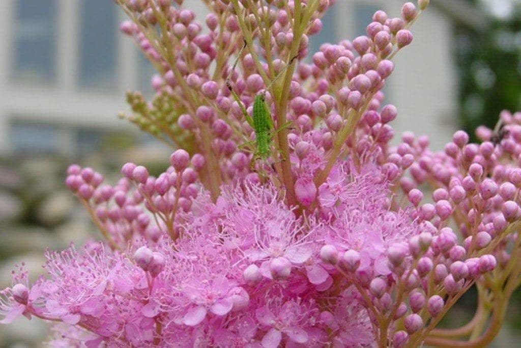 Flowers Seeds ,Queen of the Prairie, Filipendula rubra ,Beautiful US Native Wildflower - Caribbeangardenseed