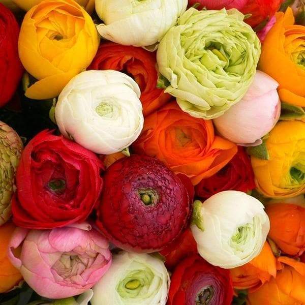 Ranunculus Seeds. Magic Mix ,Also known as Persian Buttercup beautiful colorful annuals. - Caribbeangardenseed
