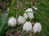 Spring Snowflake Flowers (10 seeds),Leucojum vernum , Hardy Perennial - Caribbeangardenseed