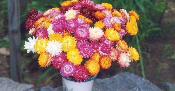 STRAWFLOWER - TALL DOUBLE MIX, Flowers Seeds - Caribbeangardenseed