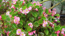 Wax Begonia - Rose (Begonia Semperflorens -ROSE) GREAT container - Caribbeangardenseed