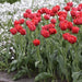 Flowers,Tulips,"Abba" Double Tulip Bulbs "Abba"Early Blooming,NOW SHIPPING! - Caribbeangardenseed