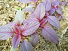 Amaranth Red Garnet Seeds,micro-green, sprouts, Garden, Asian Vegetable - Caribbeangardenseed
