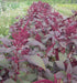 Amaranth Red Garnet Seeds,micro-green, sprouts, Garden, Asian Vegetable - Caribbeangardenseed