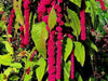 Love Lies Bleeding (Amaranthus Caudatus Red) FLOWERS Seeds, - Caribbeangardenseed