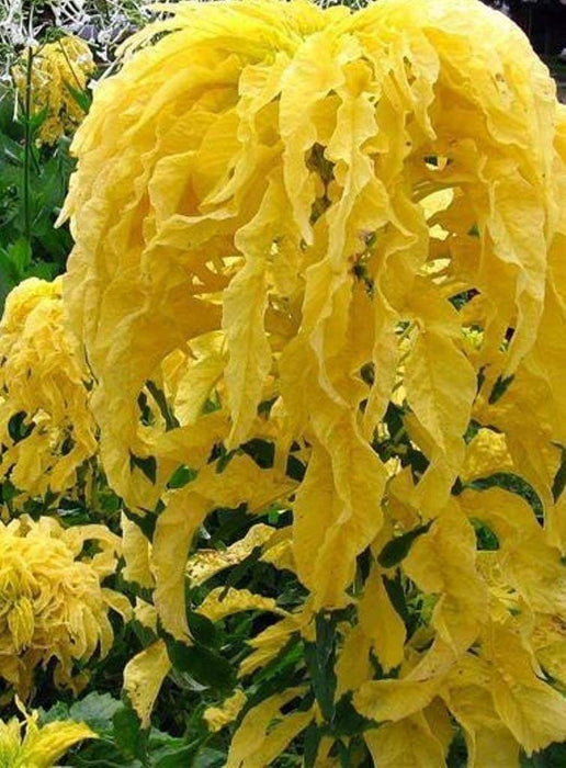 Amaranthus FLOWERS Seeds -(Yellow) - Caribbeangardenseed